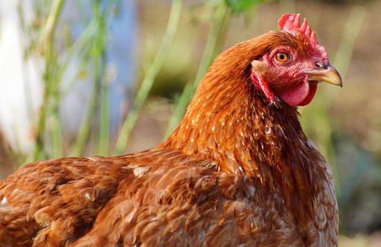Backyard flocks of hens are increasingly accepted in suburban areas and are experiencing a boom in popularity.